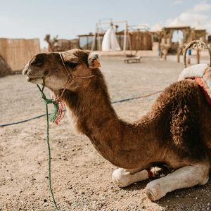 la-boheme-marrakech-15022022-6