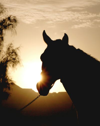 Balade en cheval